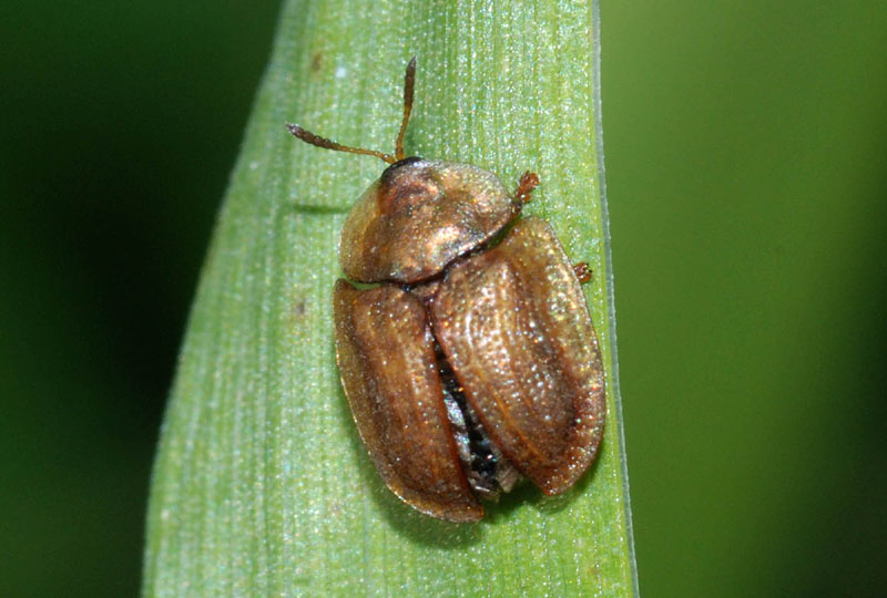 Cassida viridis, Cassida nebulosa, Hypocassida subferruginea